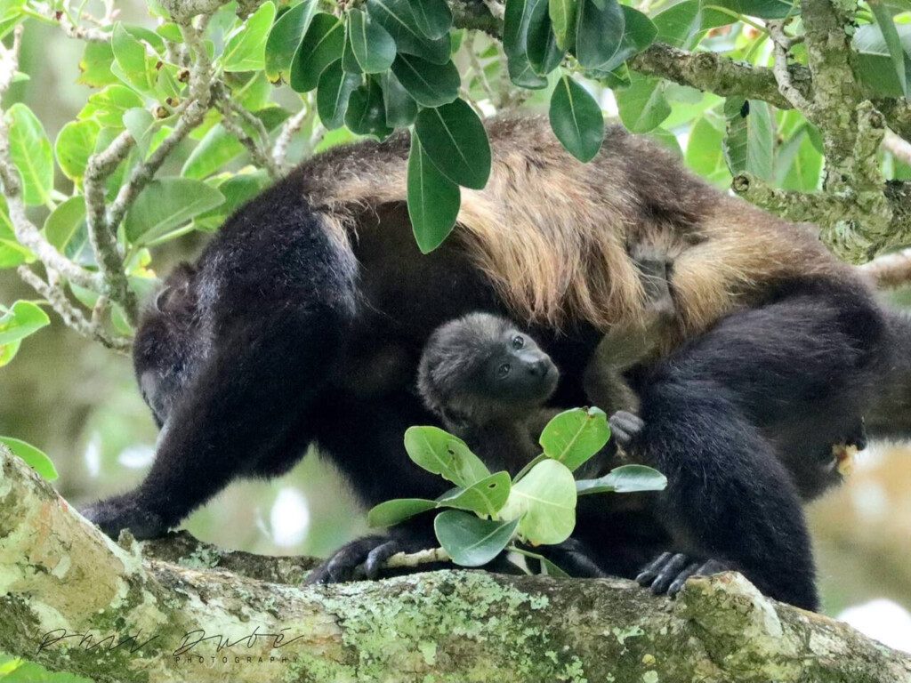 87308 433161 v5SkB17RyrkamNtY9zAct7 rYq5P4jiA4cR6OdwgCNw 68c846a09d743.jpg