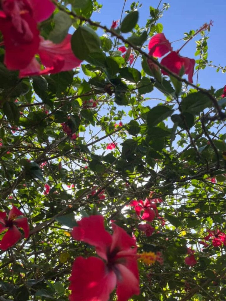 87308 433163 vKane8jkw19F9g2nir9HW1qkLgCU2xYfXUSs AYtJ08 68c8460e5484f.jpg